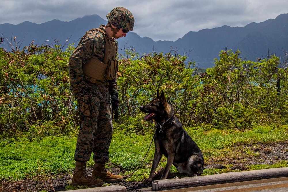 PMO: Dog aircraft acclimation