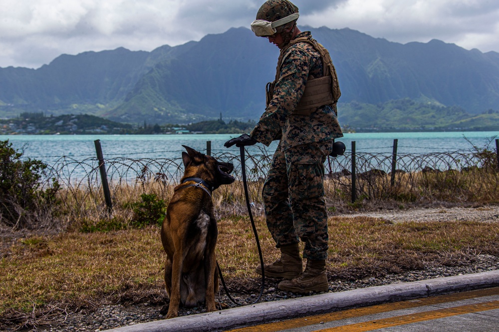 PMO: Dog aircraft acclimation