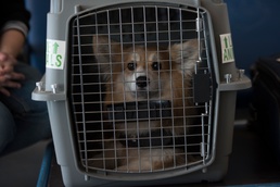 Pets on the move: PCSing pets