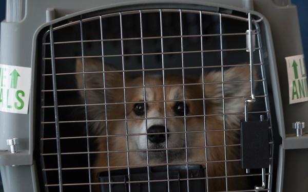 Pets on the move: PCSing pets