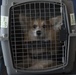 Pets on the move: PCSing pets