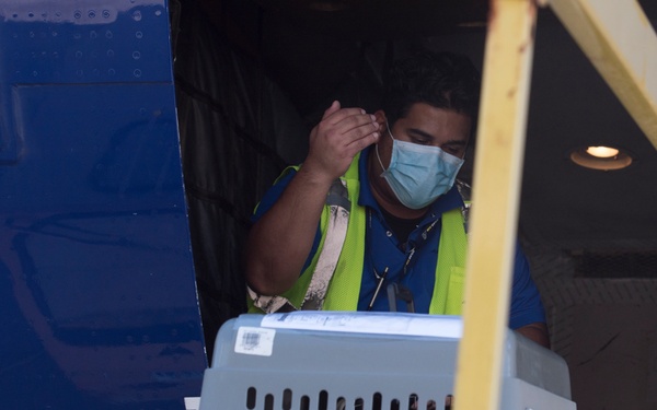 Pets on the move: PCSing pets