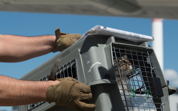 Pets on the move: PCSing pets