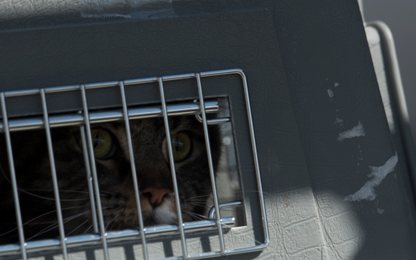 Pets on the move: PCSing pets