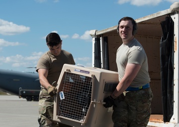 Welcome Aboard Yokosuka: PAWS Offers Tips to Help PCSing Pet Owners