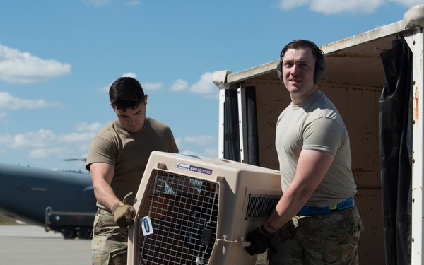 Pets on the move: PCSing pets