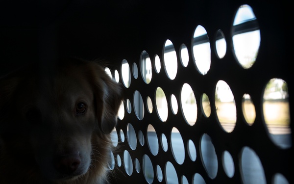 Pets on the move: PCSing pets