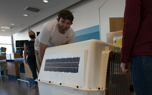 Pets on the move: PCSing pets