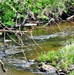 Fort McCoy trout stream