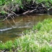 Fort McCoy trout stream