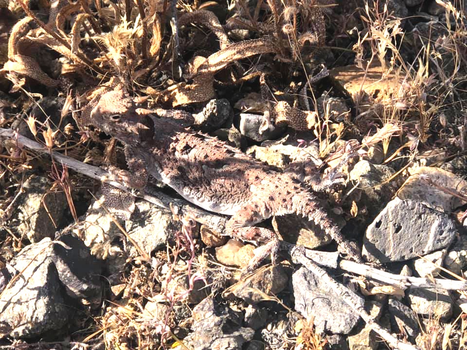 Mojave Desert critters are out and about: Watch your step!