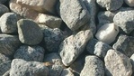 Image 24: Mojave Desert critters are out and about: Watch your step!