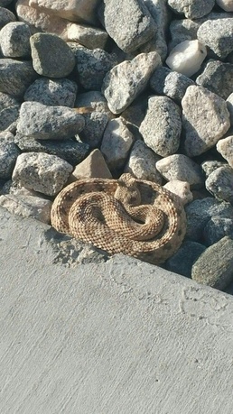 Mojave Desert critters are out and about: Watch your step!