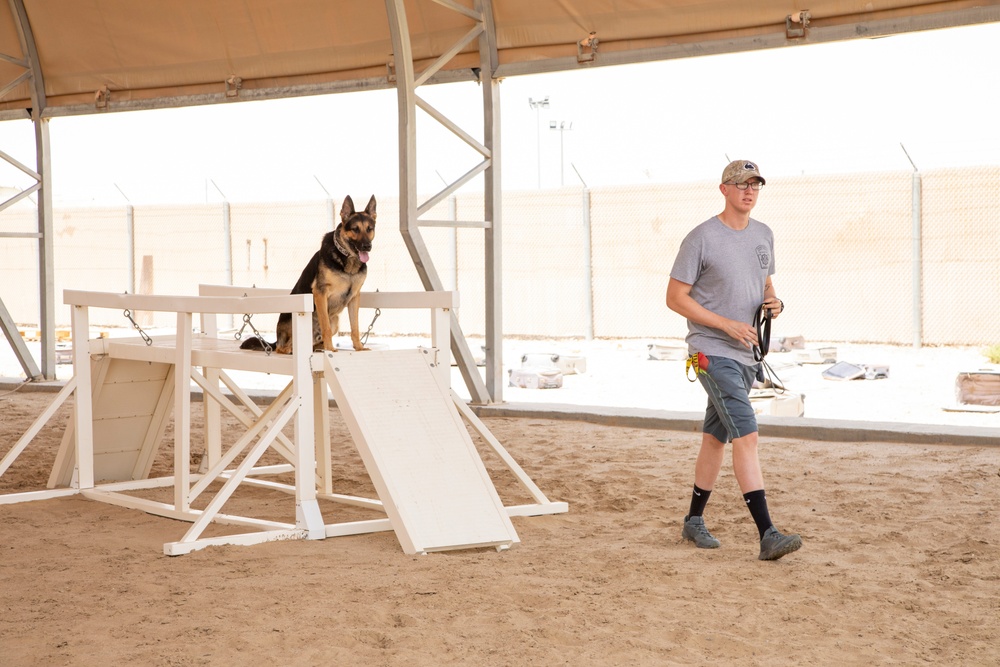 Military working dog obedience training