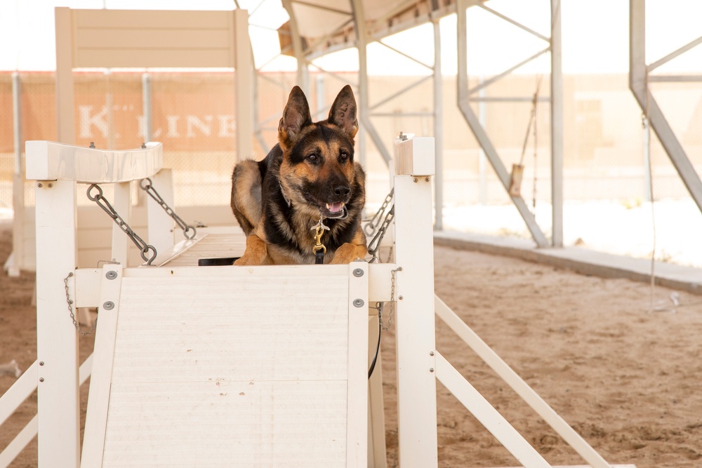 Military working dog obedience training