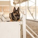 Military working dog obedience training