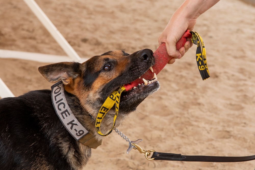 Military working dog obedience training