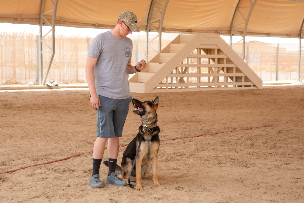 Military working dog obedience training