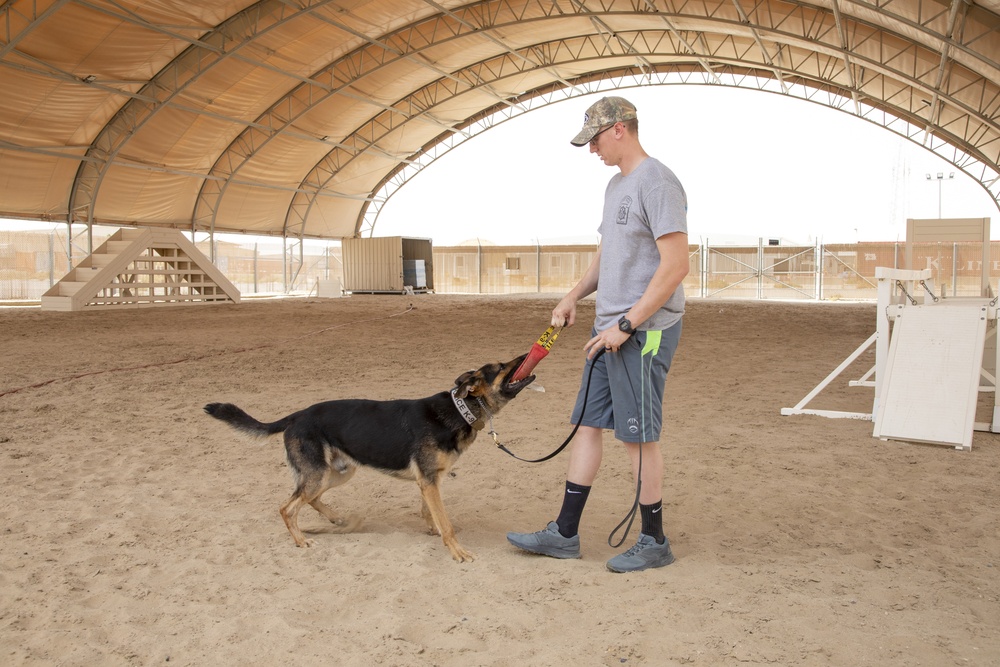 Military working dog obedience training