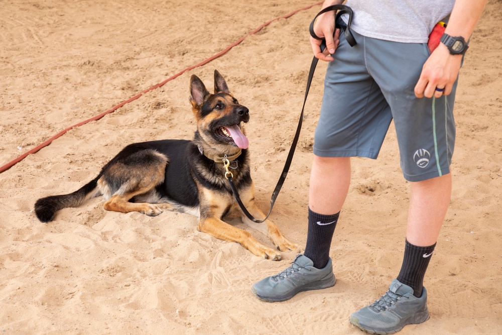 Military working dog obedience training