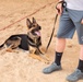 Military working dog obedience training