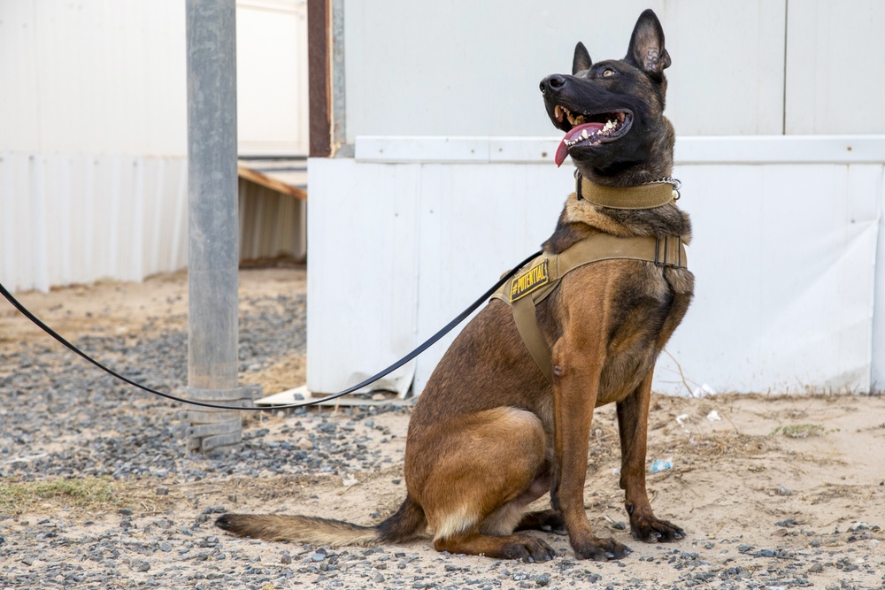 Military working dog