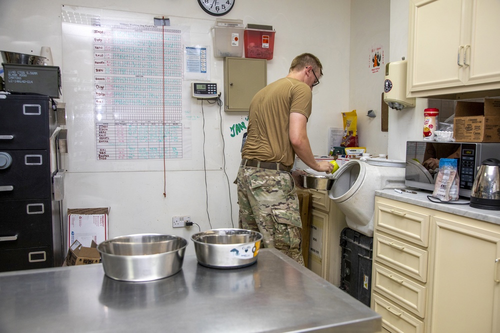 Ali Al Salem working dogs fed before training