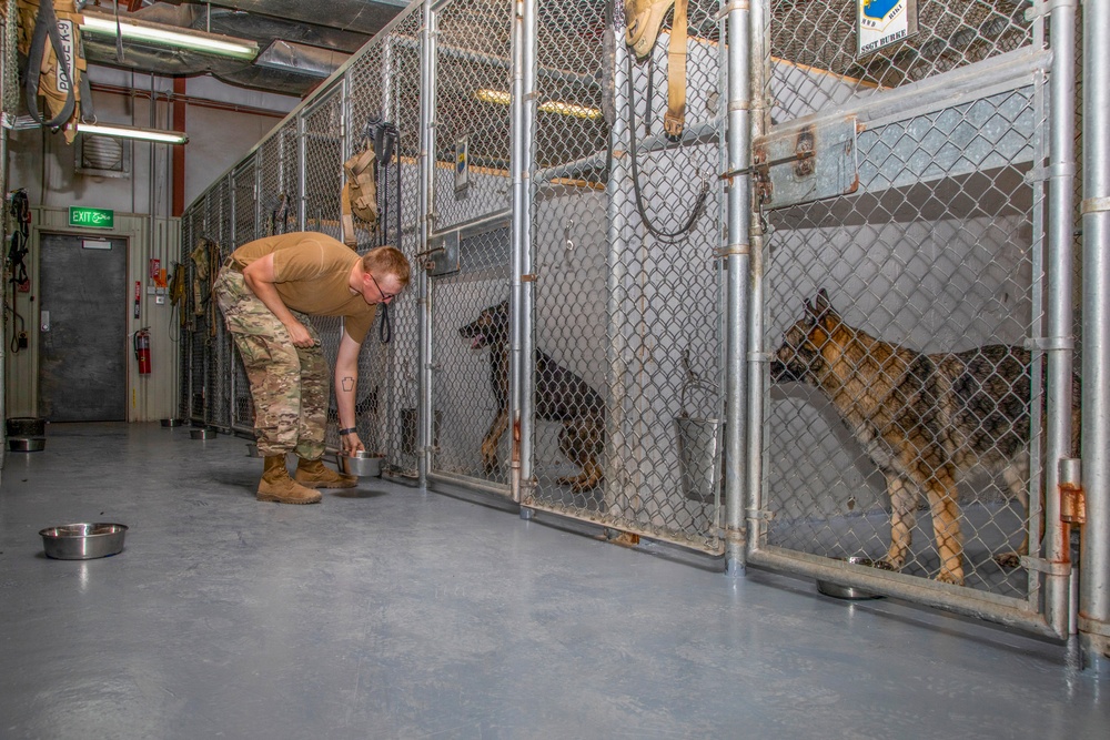 Ali Al Salem working dogs fed before training