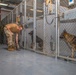 Ali Al Salem working dogs fed before training