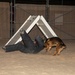 Bite suit training with military working dogs