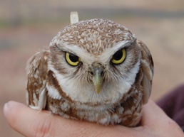 Camp Umatilla provides a unique environment for burrowing owls