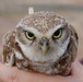 Camp Umatilla provides a unique environment for burrowing owls