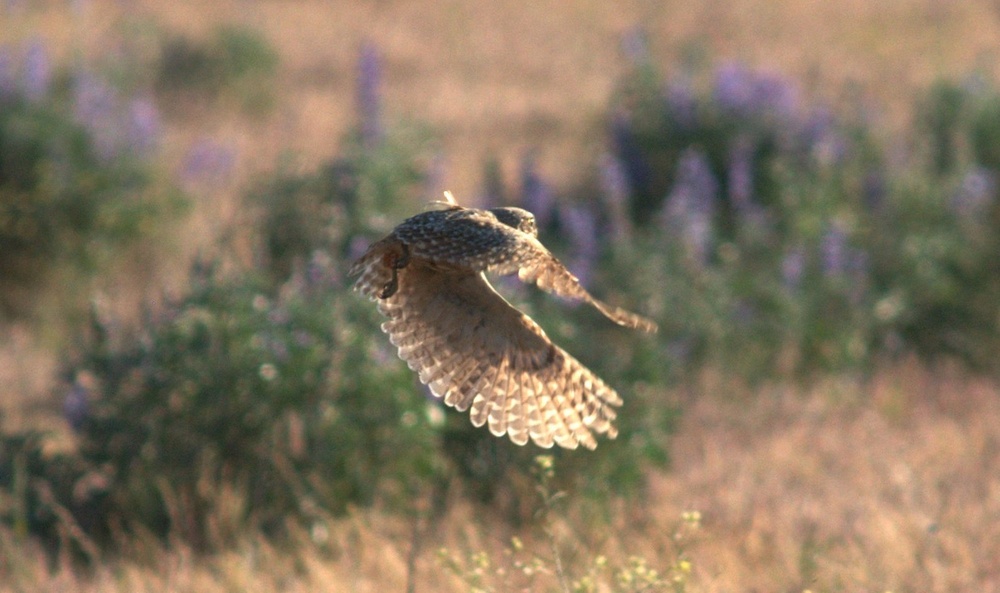 Camp Umatilla provides a unique environment for burrowing owls