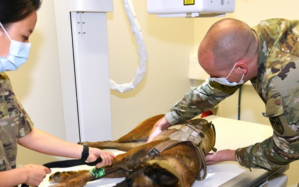 Military Working Dog Visits Army VET Clinic