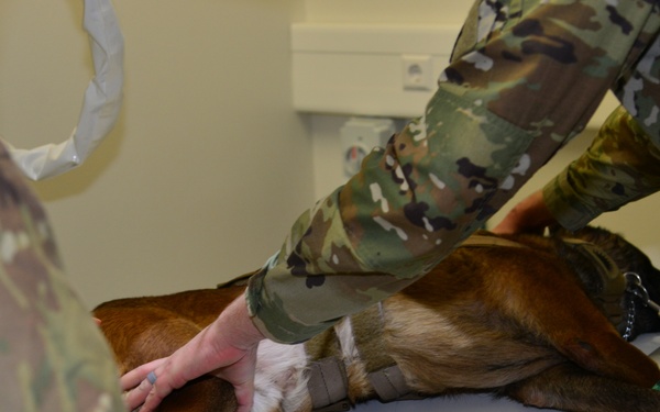 Military Working Dog Visits Army VET Clinic