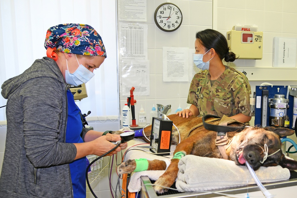 DVIDS - Images - Military Working Dog Visits Army VET Clinic [Image 9 ...