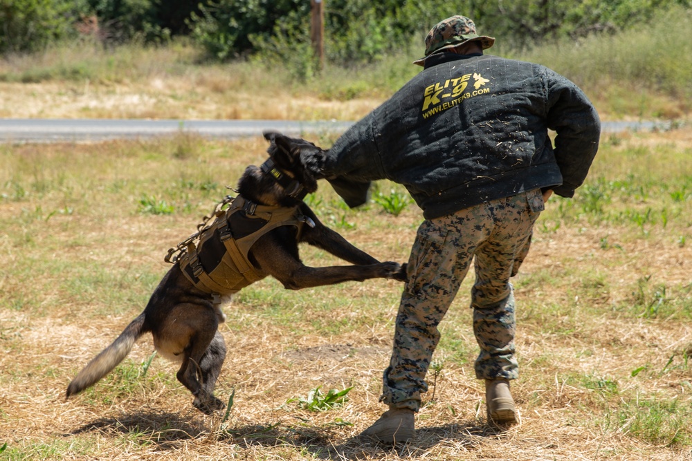 15th MEU MWD tracks down simulated enemy