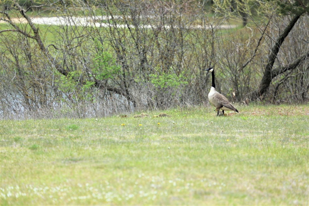 Goose family at Fort McCoy
