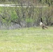 Goose family at Fort McCoy