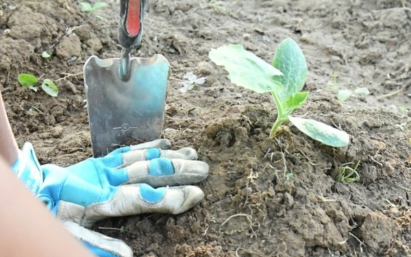 Knox Hills begins annual ‘Yard of the Month’ contest, reminds residents of landscaping restrictions