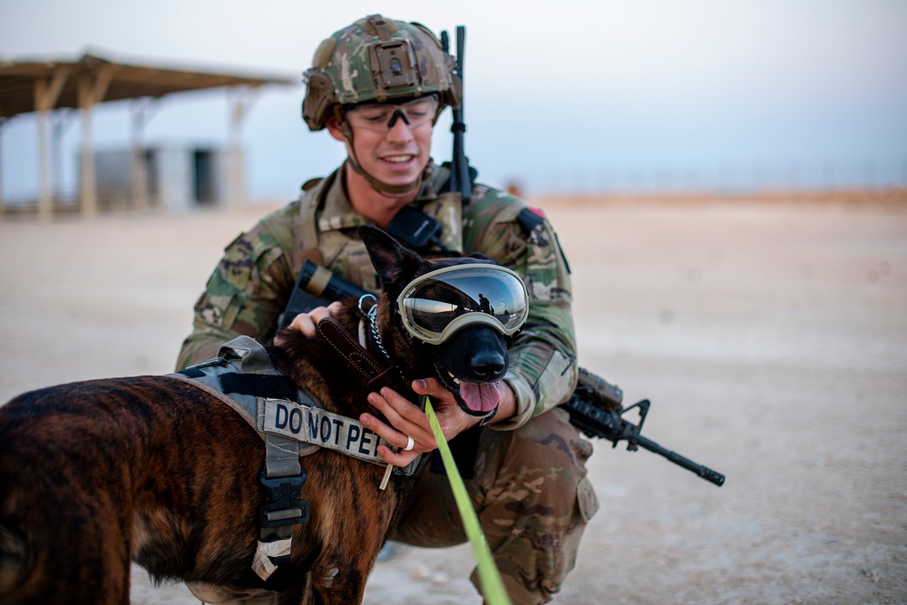 Military Working Dogs wear protective equipment for live fire exercise