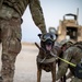 Military Working Dogs wear protective equipment for live fire exercise