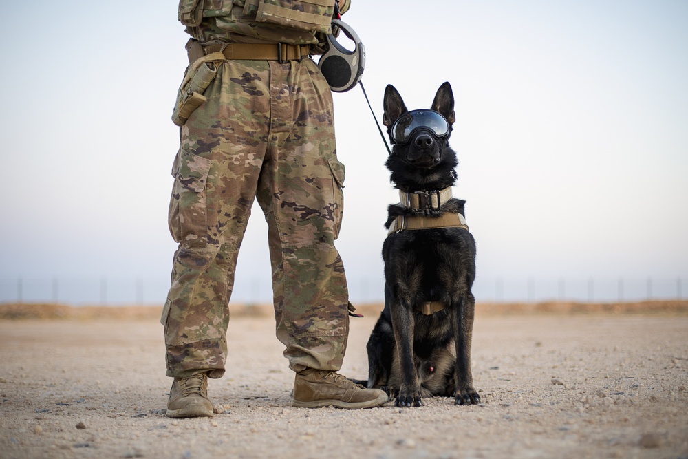 Military Working Dogs wear protective equipment for live fire exercise