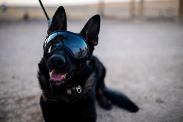 Military Working Dogs wear protective equipment for live fire exercise
