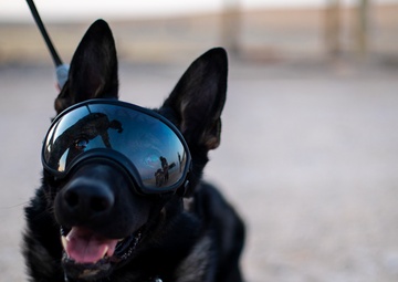 Military Working Dog stands cybersecurity duty on DoD Global Directory login page