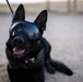 Military Working Dogs wear protective equipment for live fire exercise