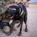 Military Working Dogs wear protective equipment for live fire exercise