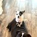 Dogs leave paw prints on hearts for a lifetime