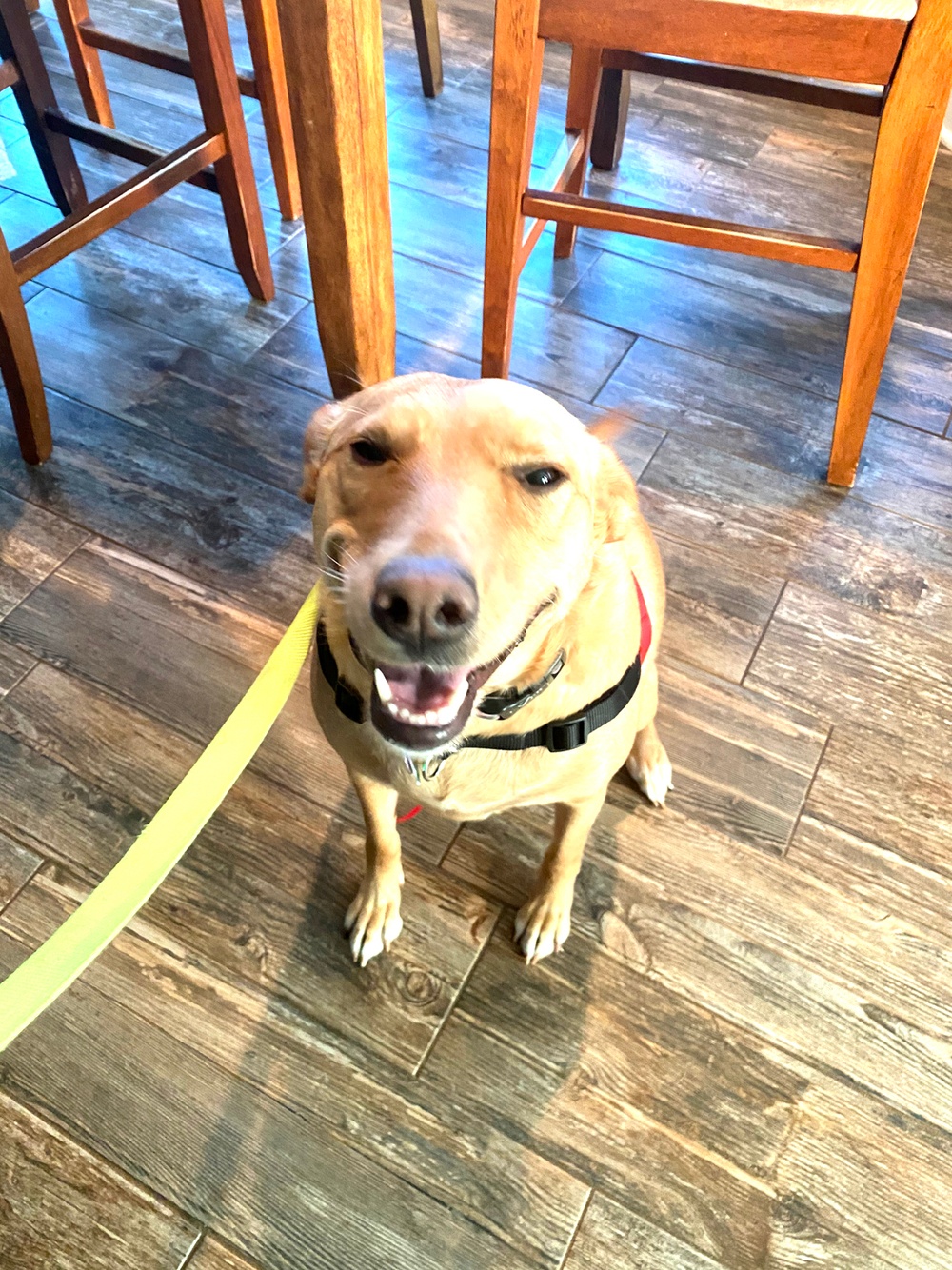 Dogs leave paw prints on hearts for a lifetime