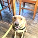 Dogs leave paw prints on hearts for a lifetime